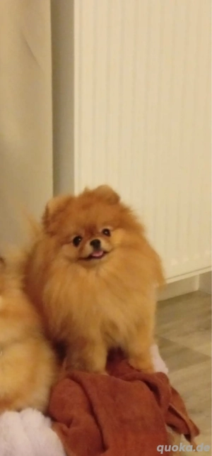 Pomeranian Zwergspitz Mini Boo