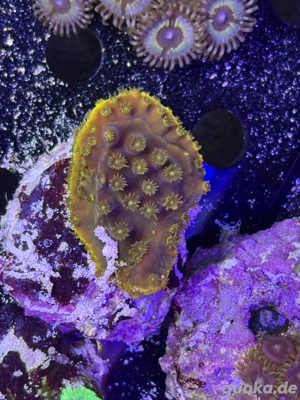 tubinaria Koralle Meerwasser Aquarium 