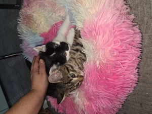2 Kater 14 Wochen alt