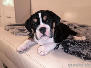 Hübsch **New ENGLISH BULLDOG HÜNDIN sucht tolles Zuhause!!