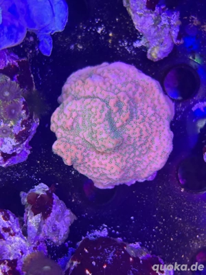 montipora pink koralle Meerwasser Aquarium