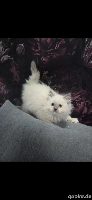 Bildhübsche reinrassige Ragdoll Kitten 