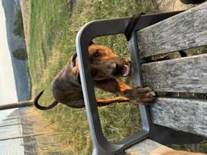 Archie sucht ein neues Zuhause