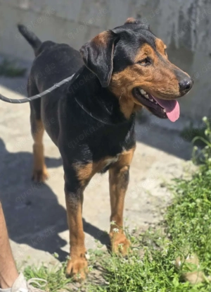 Mike   ein Vierbeiner mit WOW Effekt Bild 3