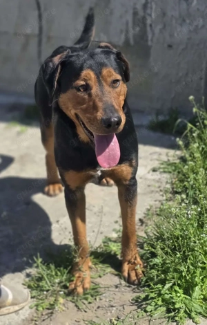 Mike   ein Vierbeiner mit WOW Effekt Bild 2