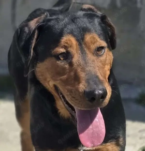 Mike   ein Vierbeiner mit WOW Effekt