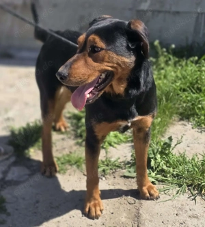 Mike   ein Vierbeiner mit WOW Effekt Bild 4