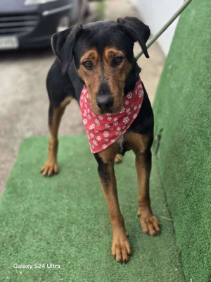 Mike   ein Vierbeiner mit WOW Effekt Bild 8