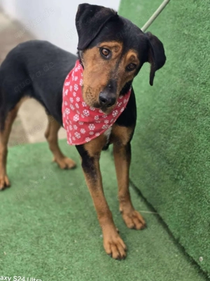 Mike   ein Vierbeiner mit WOW Effekt Bild 9