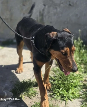 Mike   ein Vierbeiner mit WOW Effekt Bild 7