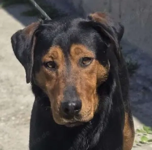 Mike   ein Vierbeiner mit WOW Effekt Bild 6