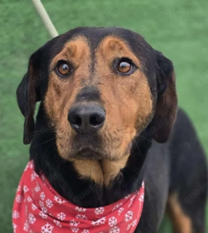 Mike   ein Vierbeiner mit WOW Effekt Bild 10