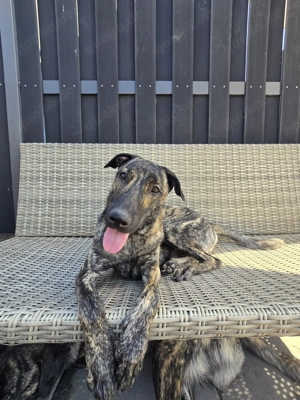 1 jähriger Hütehund Rüde sucht ein liebevolles Zuhause 