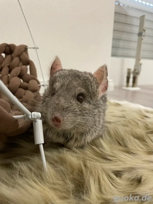 Chinchilla männlein