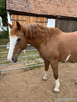Liebe ältere Stute sucht neues Zuhause 