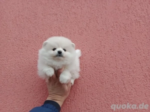 Zwergspitz Pomeranian