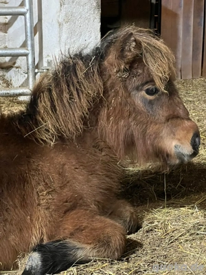 Süsse Mini Shetty Stute sucht neues Zuhause 
