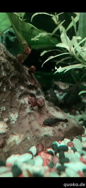 Kleines Aquarium 40 Liter