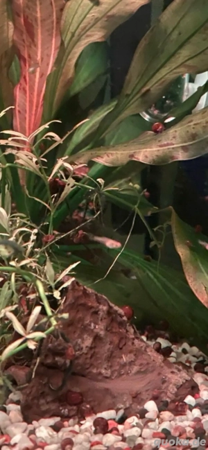 Kleines Aquarium 40 Liter