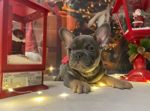 Französische Bulldogge Welpe Lotta sucht ein Zuhause