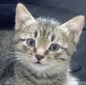 BKH - Siam Gentleman Kater   Katze Baby .