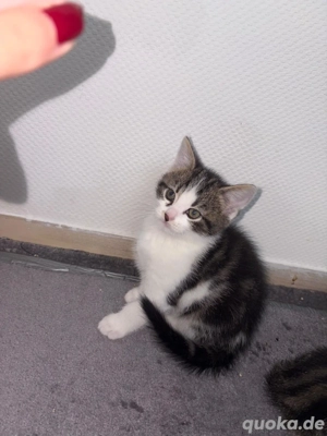 Kitten suche neues Zuhause 