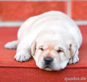 hellfarbiger Golden Retriever