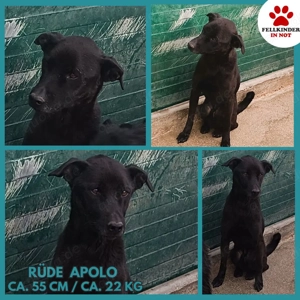 hübscher Mischlings-Rüde Apolo sucht ein Zuhause oder Pflegestelle