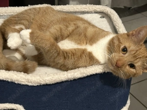 Junge Katze abzugeben 