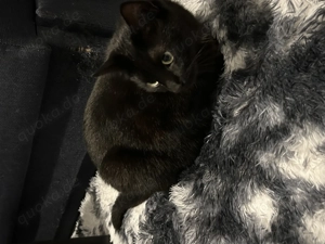 Kater sucht neues Hause