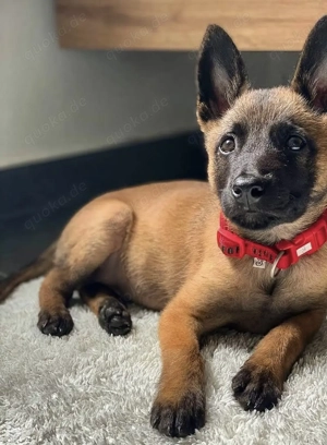 Vier gesunde belgische Schäferhundwelpen zu verkaufen