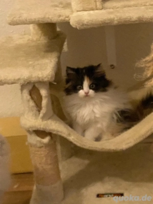 Perser Kitten Bild 4
