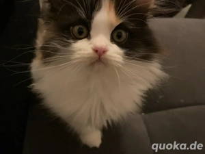 Perser Kitten Bild 2