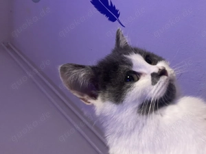 Süßer Blue Weiß BKH Prinz