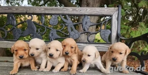 Golden-Retriever-Welpen!