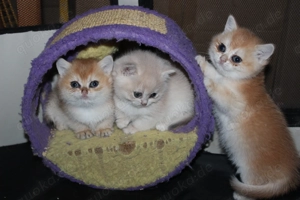 BLH BKH KItten black blue gold golden shaded point reinrassig Stammbaum