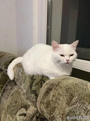 Katze zum Verschenken