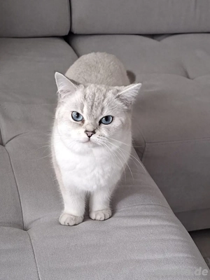 Reinrassige BKH Katze, 9 Monate alt