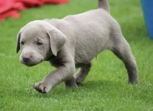 Silber Labrador Welpen 