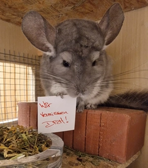 Chinchilla, weiblich, 10 Jahre sucht liebevolles Zuhause