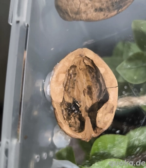 Springspinne Bahamas FH4