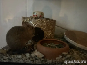 Degu zu vermitteln