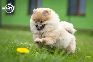 Pomeranian - Zwergspitz 