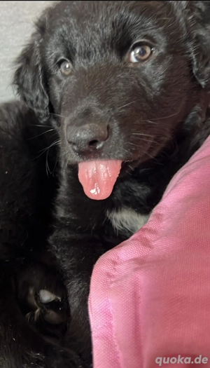 Australien Shepherd Mix Hündin