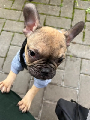 Französische Bulldoge 
