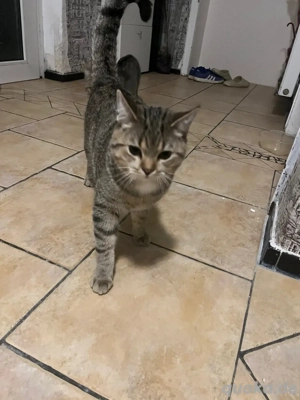 Zwei kastrierte Kater zu verkaufen   jeweils nur 200  