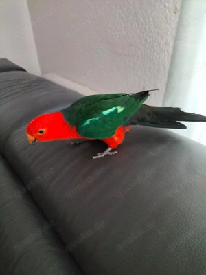 Junger Königssittich aus liebevoller Haltung   schweren Herzens abzugeben