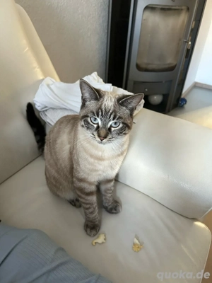 Jungkatzen Siam Bengal mix