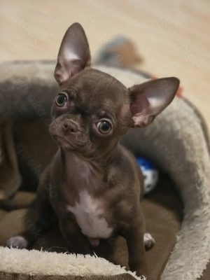 Unsere kleinen Chihuahua-Wunder suchen ein Zuhause  Bild 3