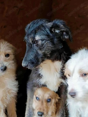 Sansa sucht ihre Menschen Bild 5